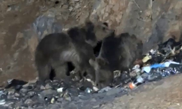 Yüksekova’da aç ayılar şantiye çöplüğüne indi