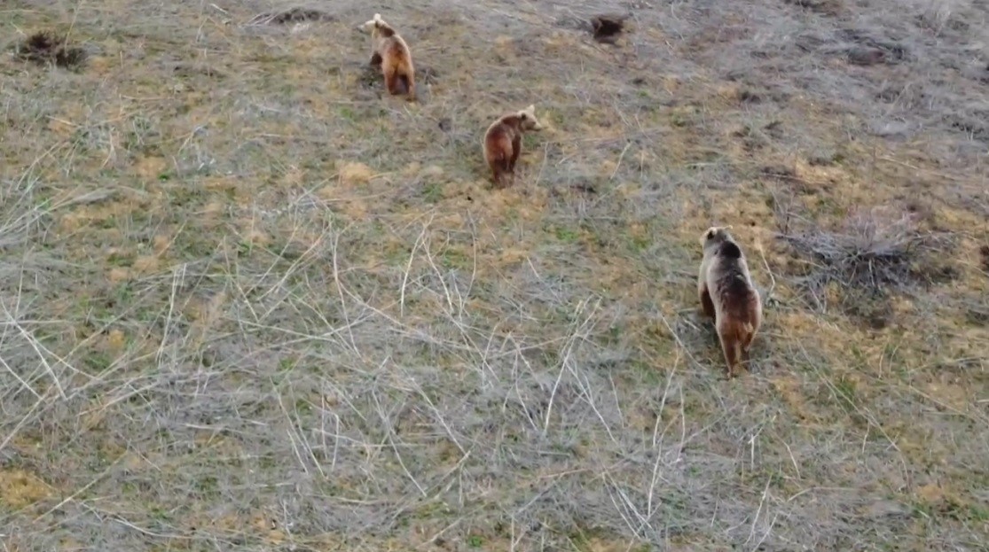 Anne ayı ve iki yavrusu havadan g&ouml;r&uuml;nt&uuml;lendi
