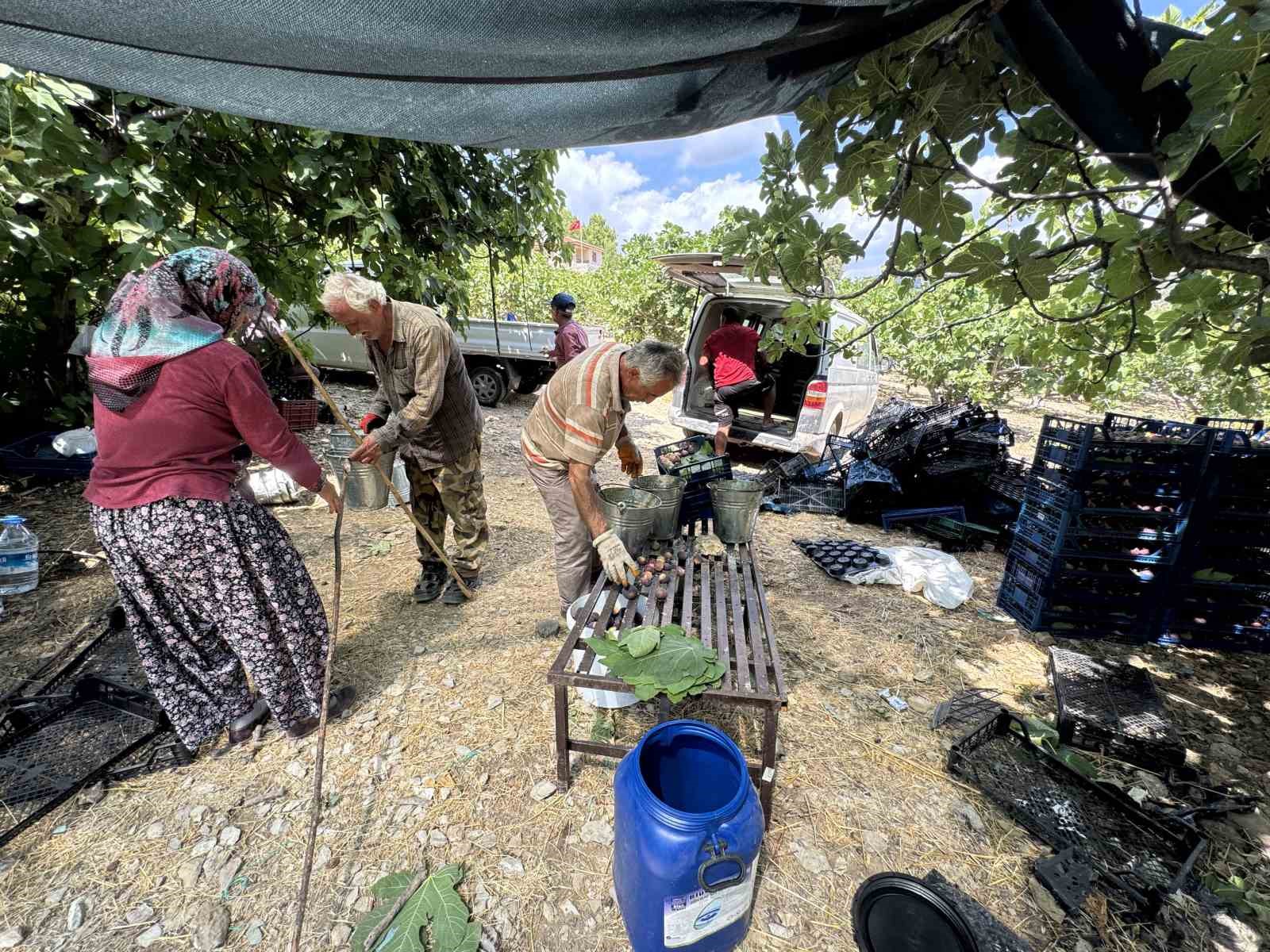 Antalya&rsquo;da siyah incir hasadı başladı
