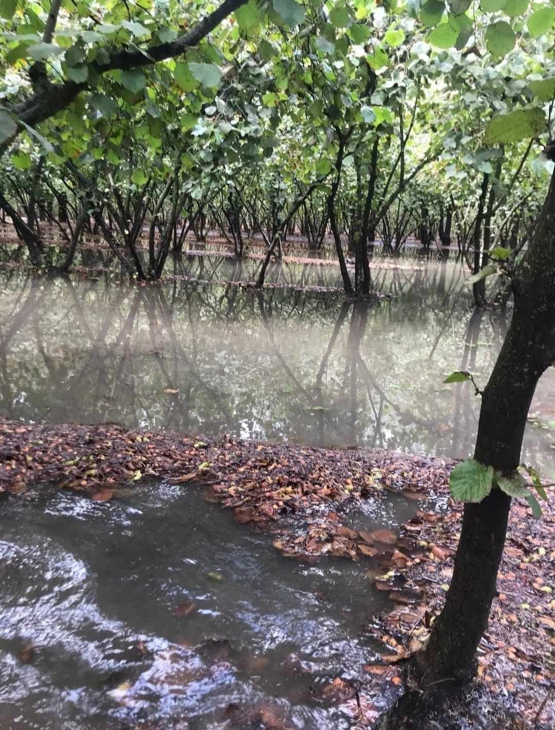 Fındık hasadına yağış etkisi
