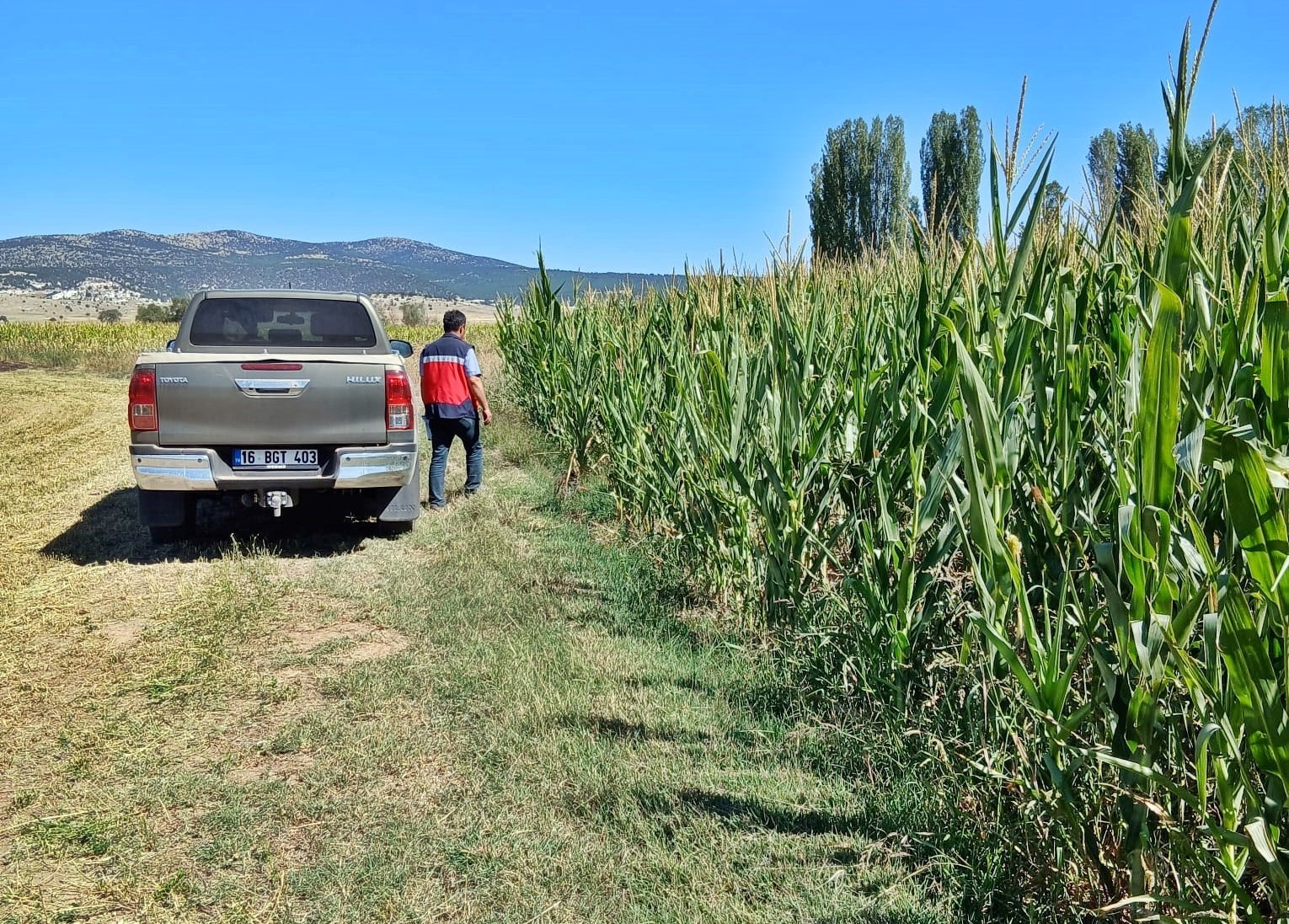 K&uuml;tahya&rsquo;da silajlık mısır kontrolleri
