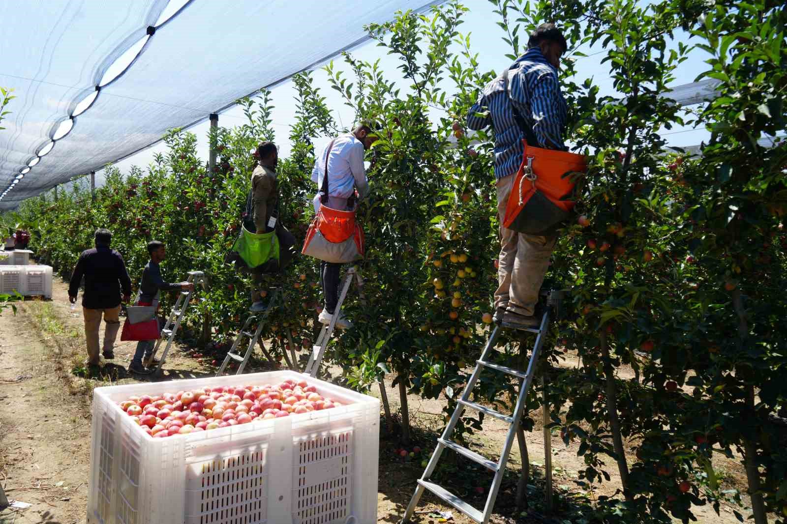 Don zararı Niğde&rsquo;de elma rekoltesini y&uuml;zde 95 oranında d&uuml;ş&uuml;rd&uuml;
