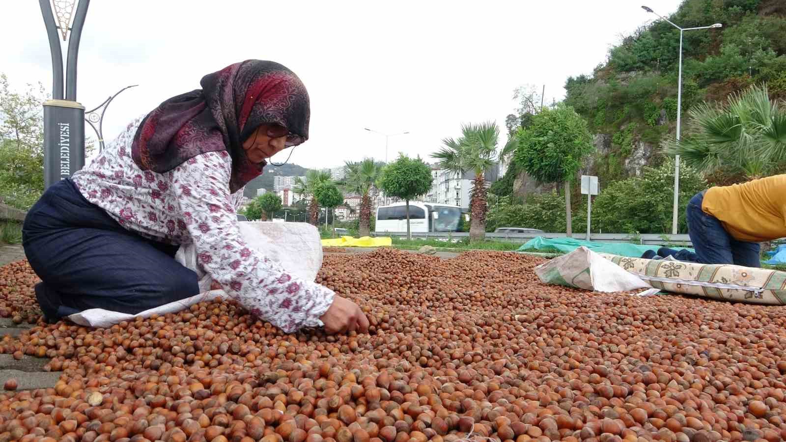 Giresun’da fındık hasadının ardından üreticilerin kurutma mesaisi sürüyor