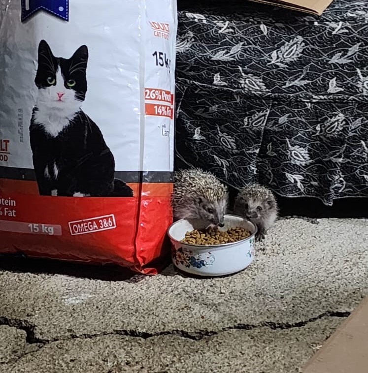 Kirpi ailesi kedilere bırakılan mamaya ortak oldu