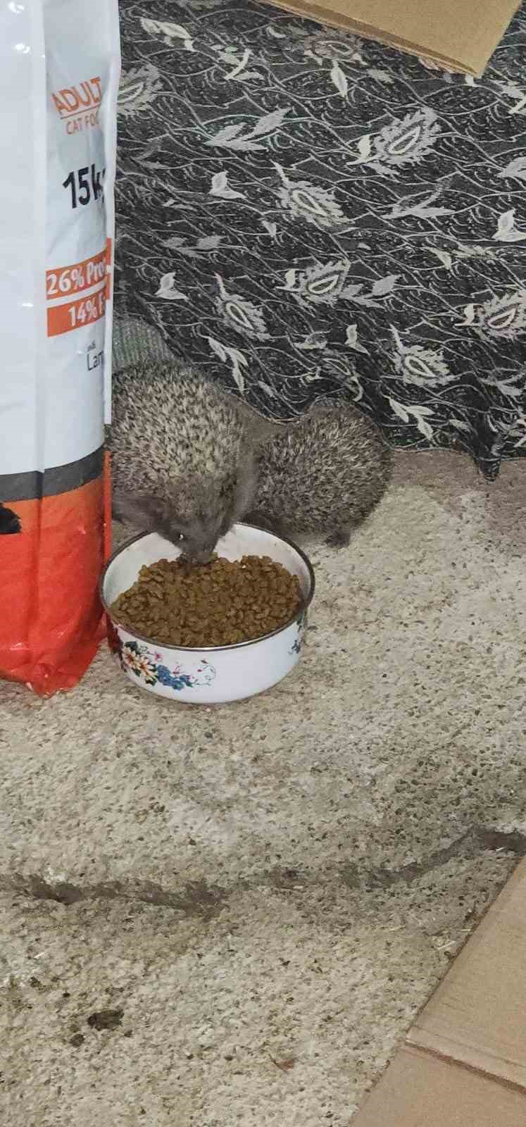 Kirpi ailesi kedilere bırakılan mamaya ortak oldu
