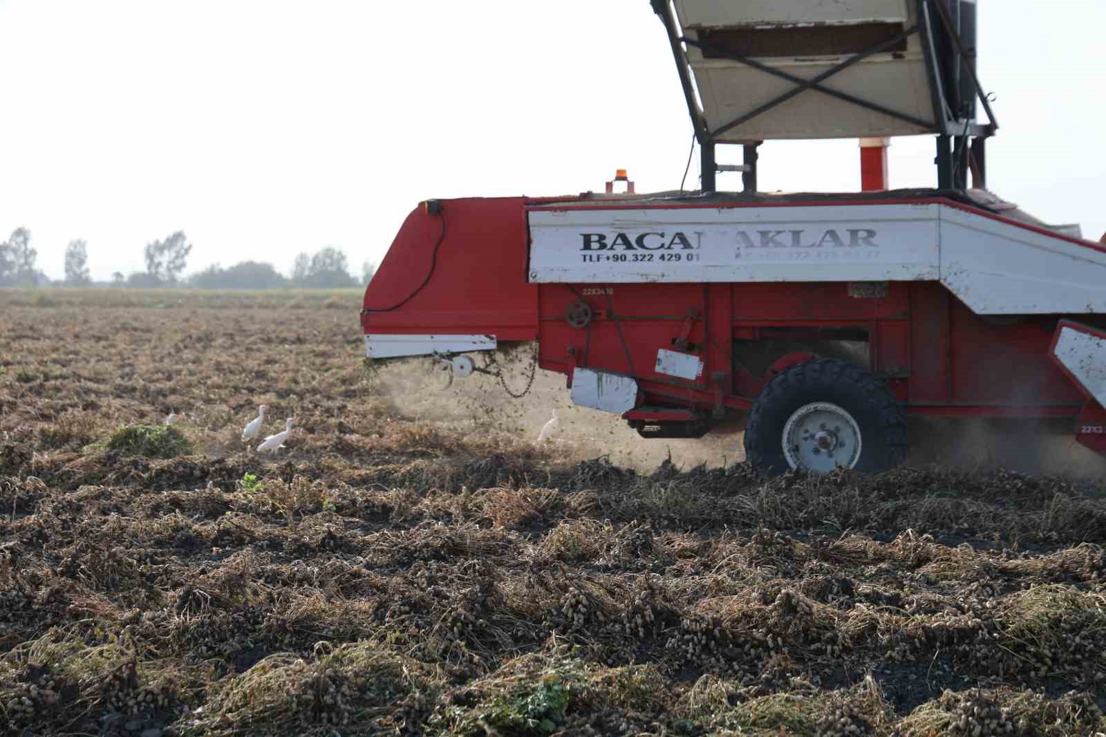 Yer fıstığında hasat: Üreticinin yüzü güldü, kuşlar da şölene katıldı