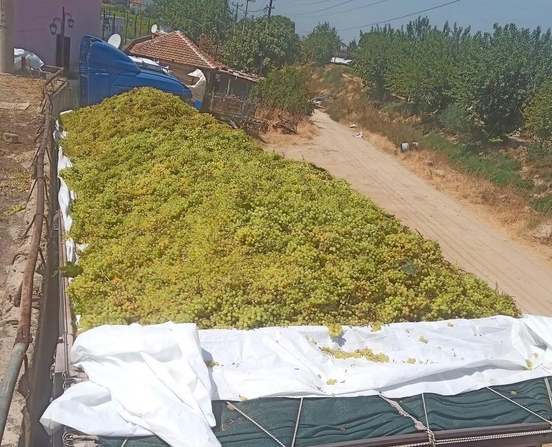 Sarıgöl’de şaraplık üzüm alımları sürüyor