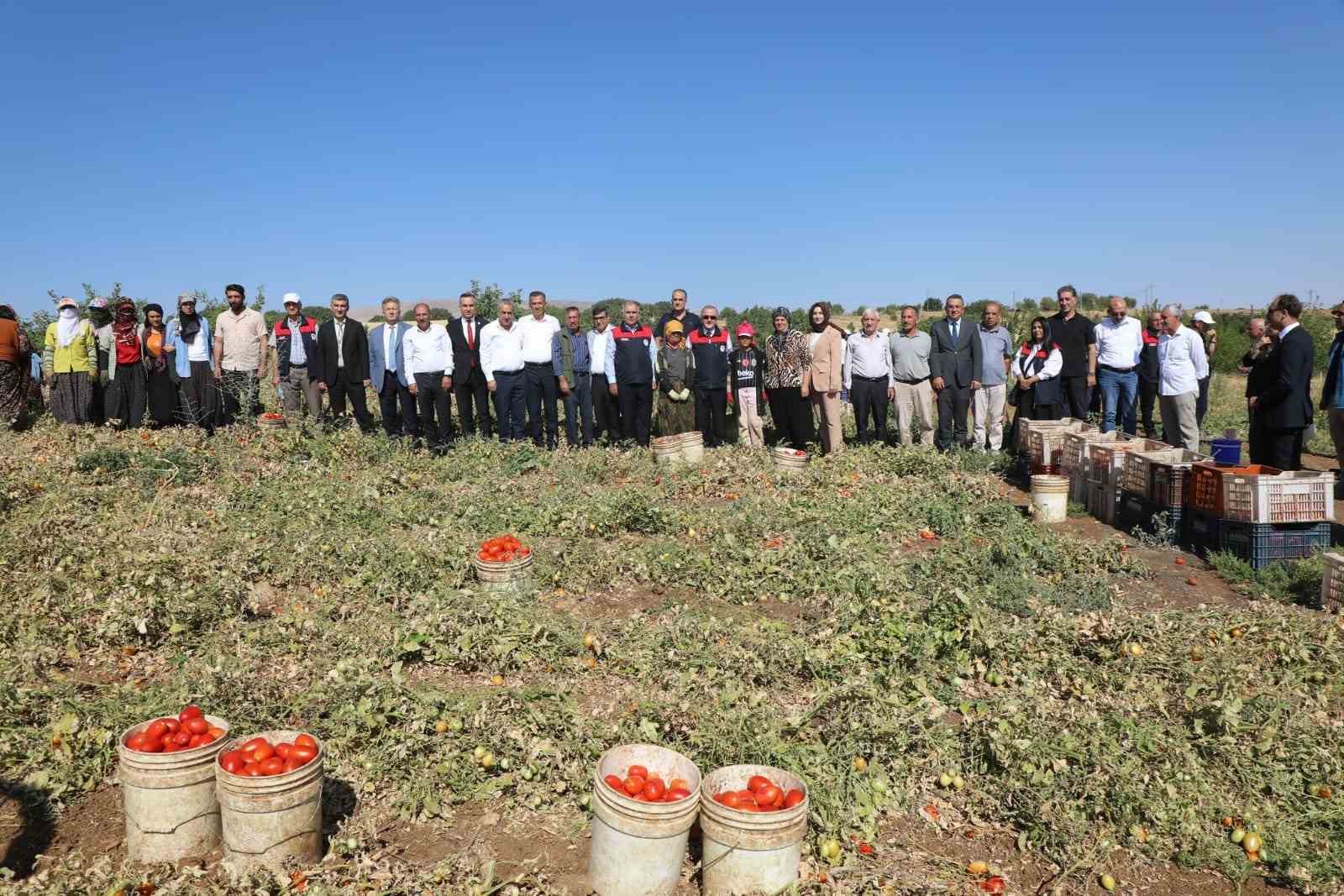 Elazığ&rsquo;da 100 bin 352 ton domates rekoltesi bekleniyor

