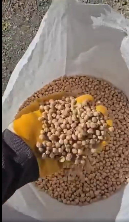 Kars&rsquo;ta nohut hasadı başladı
