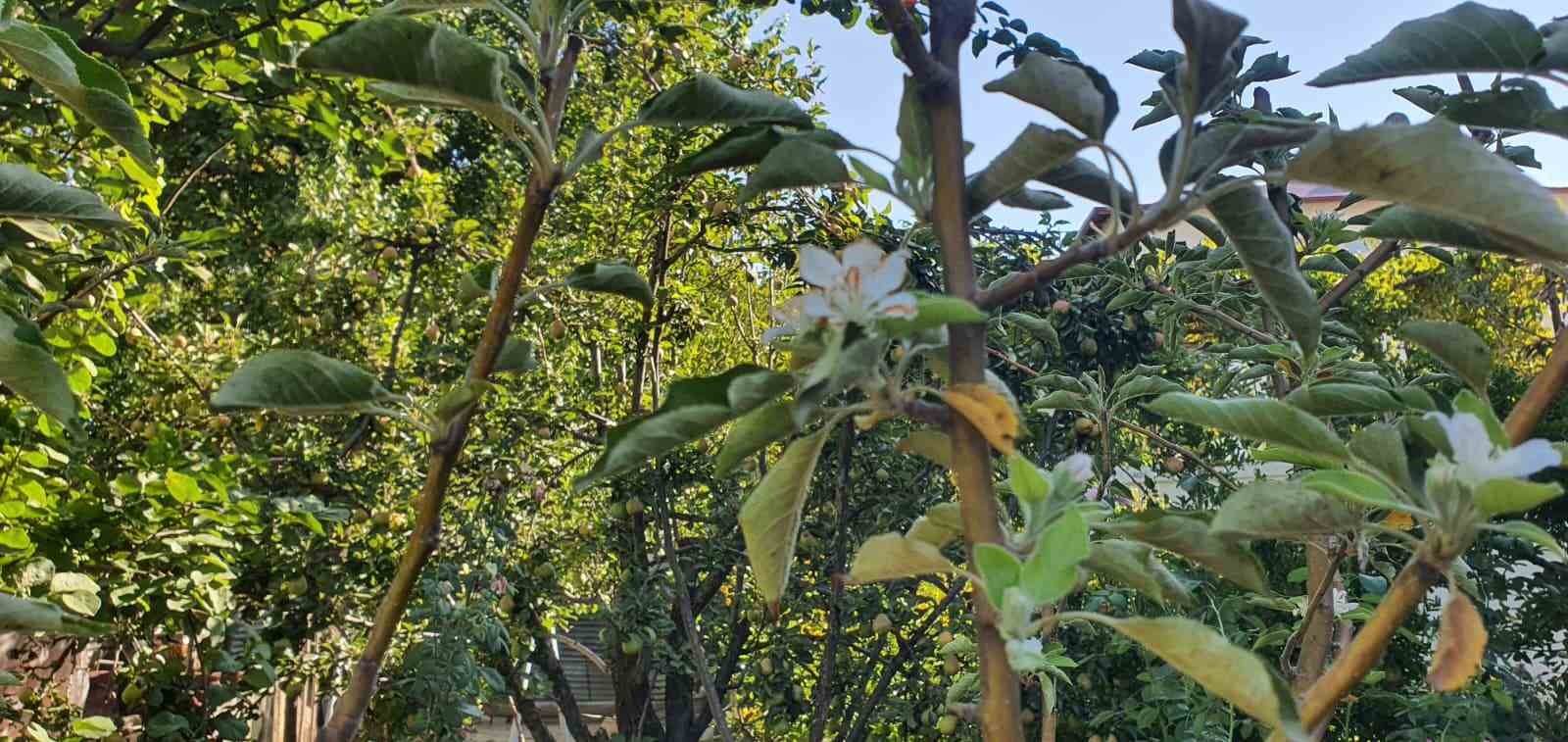 Sonbaharda bahar sürprizi: Elma ağacı çiçek açtı
