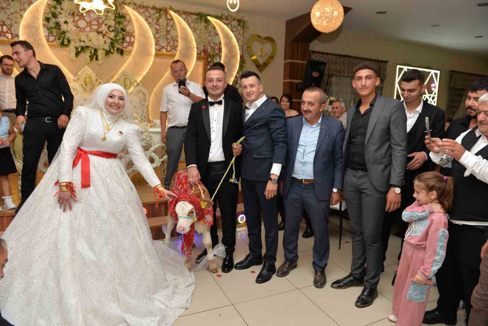 Düğünde gelin ve damada ilginç takı: Buzağı hediye ettiler