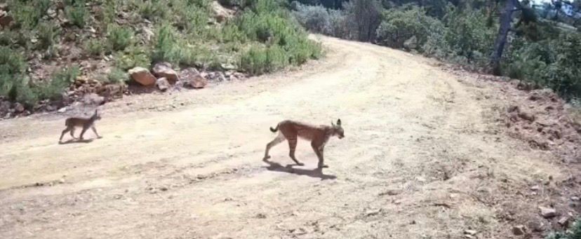 "Ormanın hayaleti" vaşak ve yavruları kamerada
