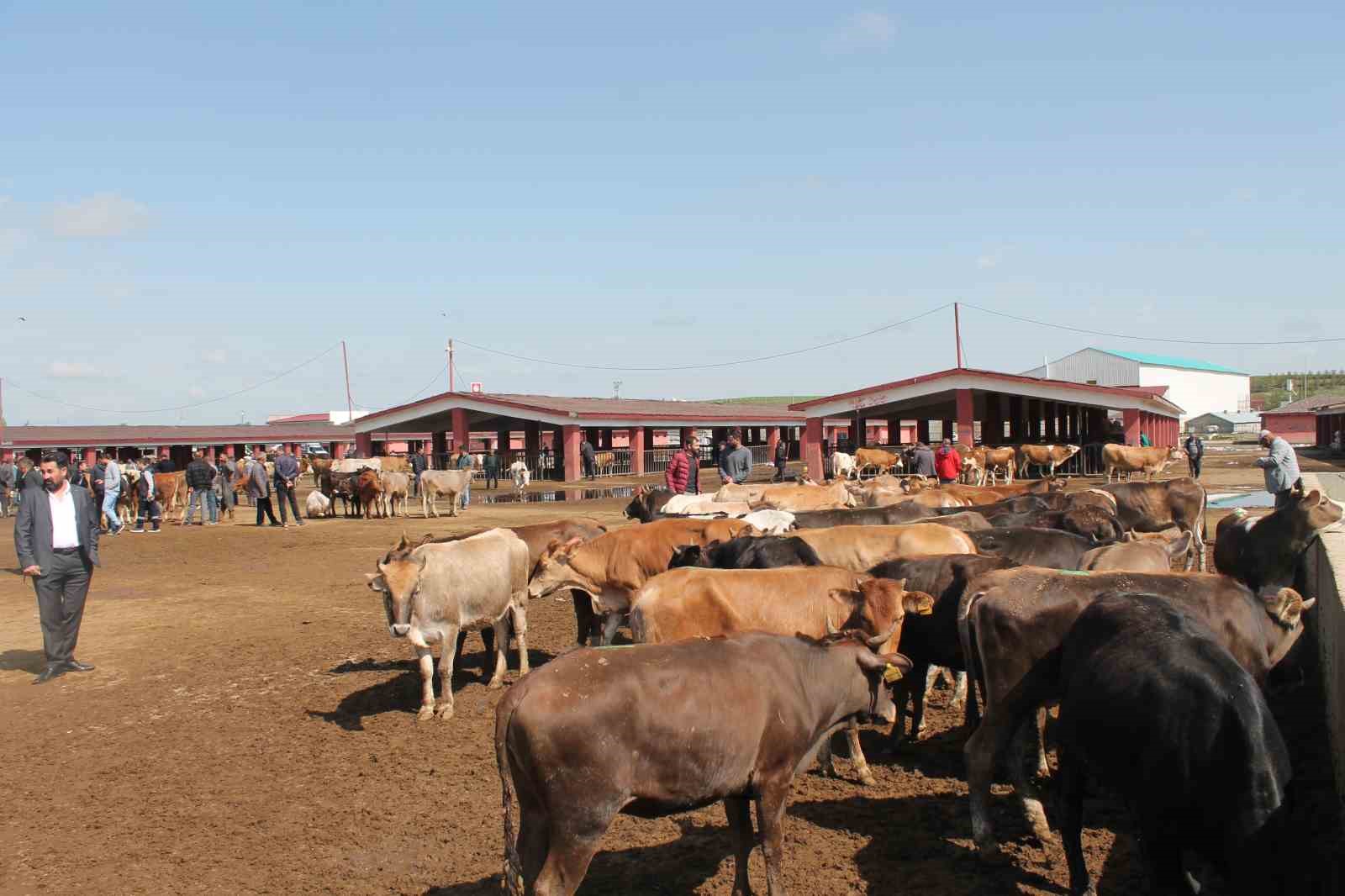 Ağrı&rsquo;da Canlı Hayvan Borsası 10 Eyl&uuml;l&rsquo;de a&ccedil;ılacak
