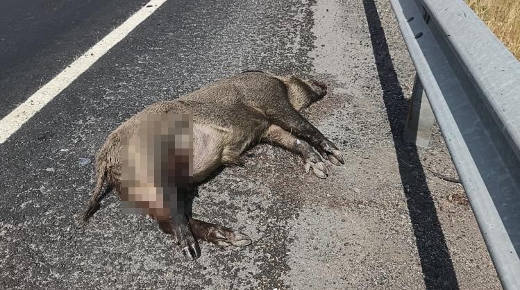 Kars’ta aracın çarptığı domuz telef oldu