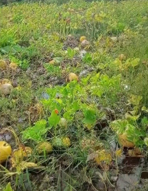 1 yıllık emeği heba olan &ccedil;ift&ccedil;i isyan etti
