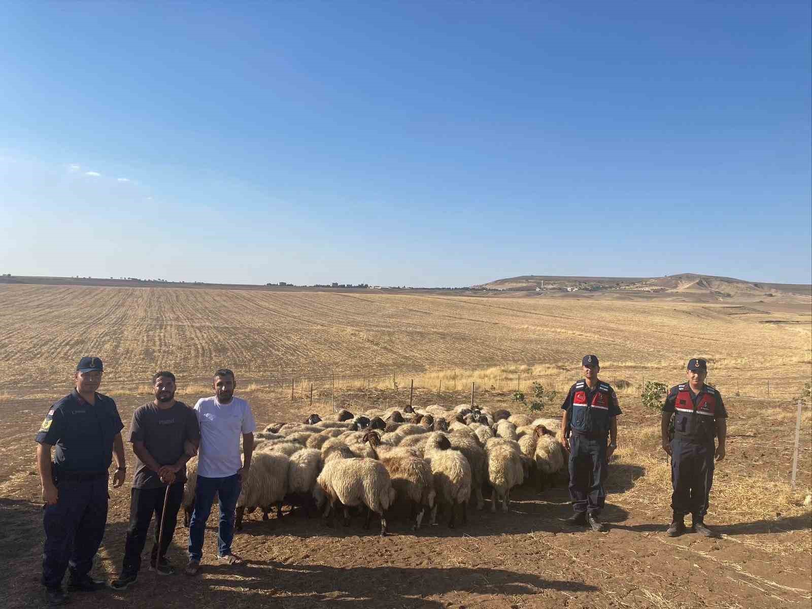 Batman’da kayıp sürü jandarmanın dron ile bulundu