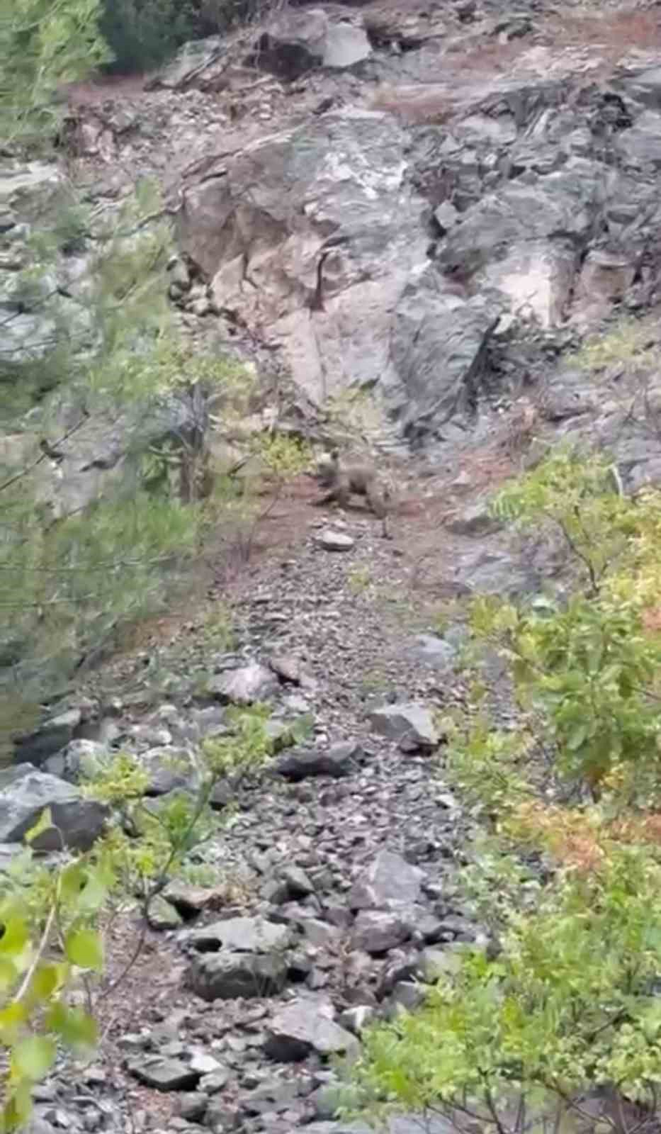 Karabük’te ayılar cep telefonu kamerasıyla görüntülendi