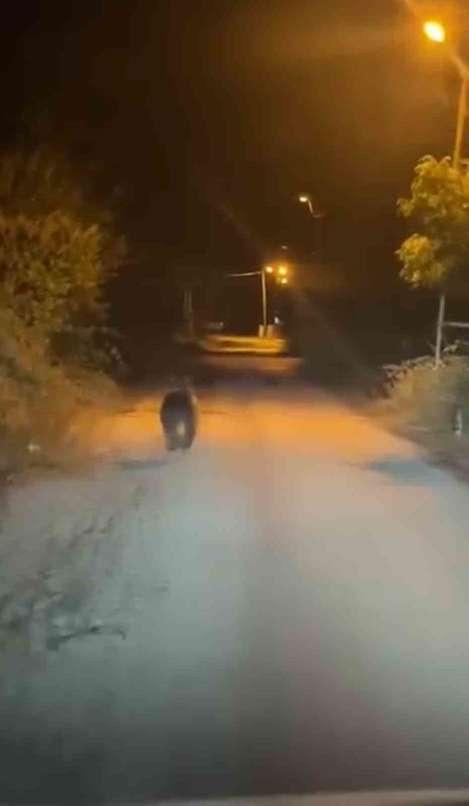 Karab&uuml;k&rsquo;te ayılar cep telefonu kamerasıyla g&ouml;r&uuml;nt&uuml;lendi
