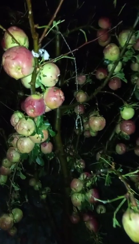 Isparta&rsquo;da bir gecede 4 bin 200 ton elma doluya teslim oldu, zarar 170 milyon TL
