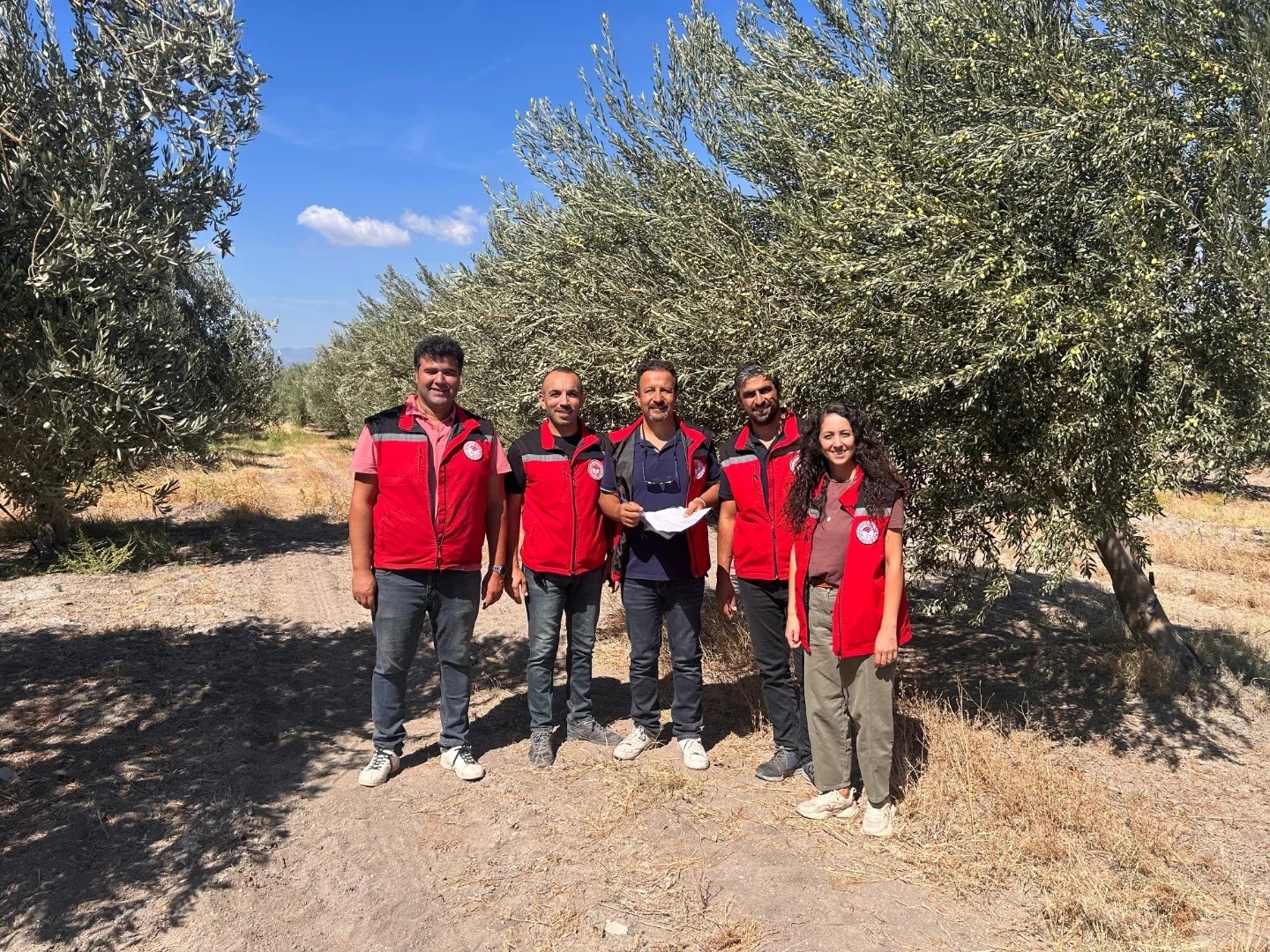 Manisa&rsquo;da zeytinde rekolte &ccedil;alışmaları başladı
