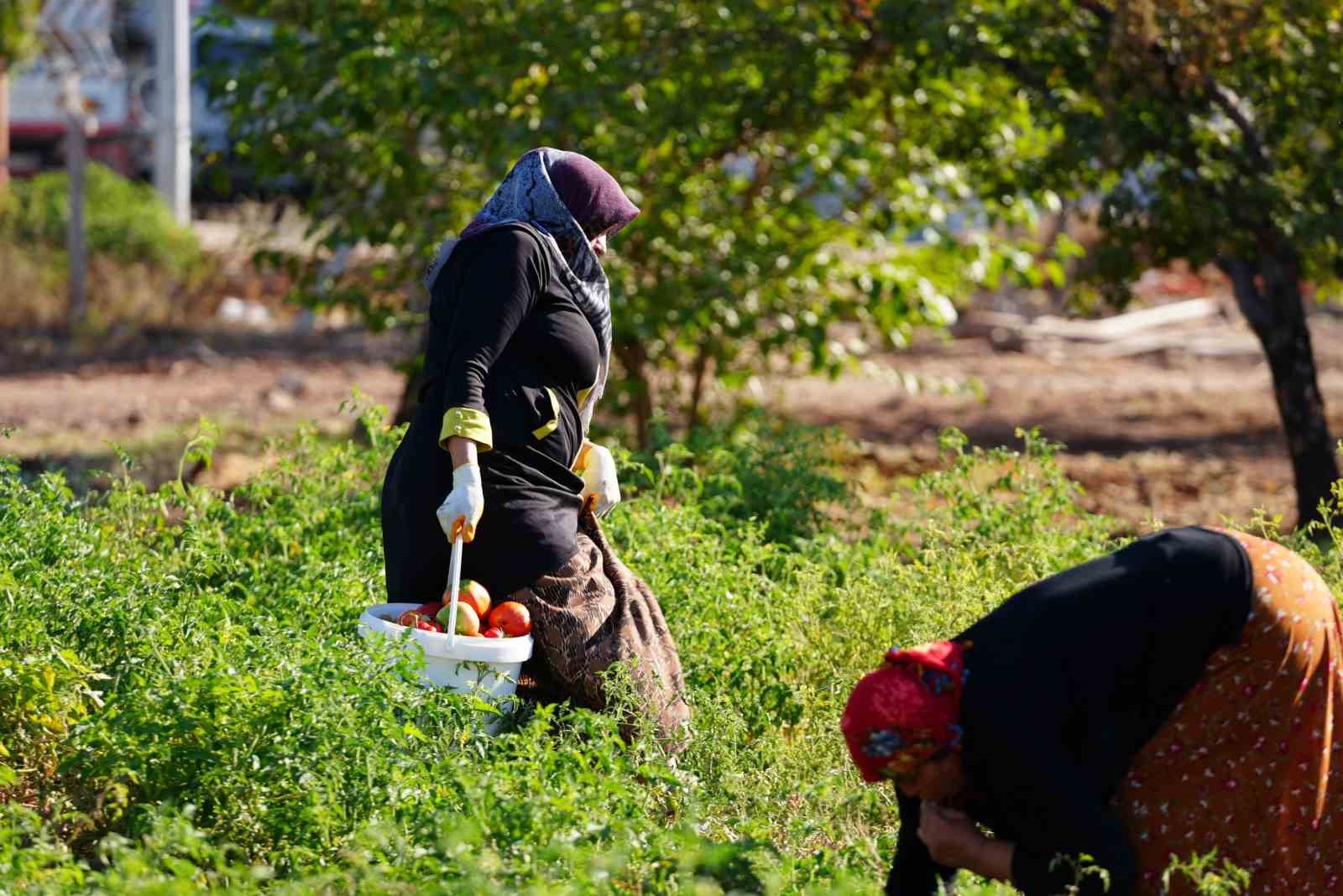 Yerel tohumlu bostanda hasat başladı
