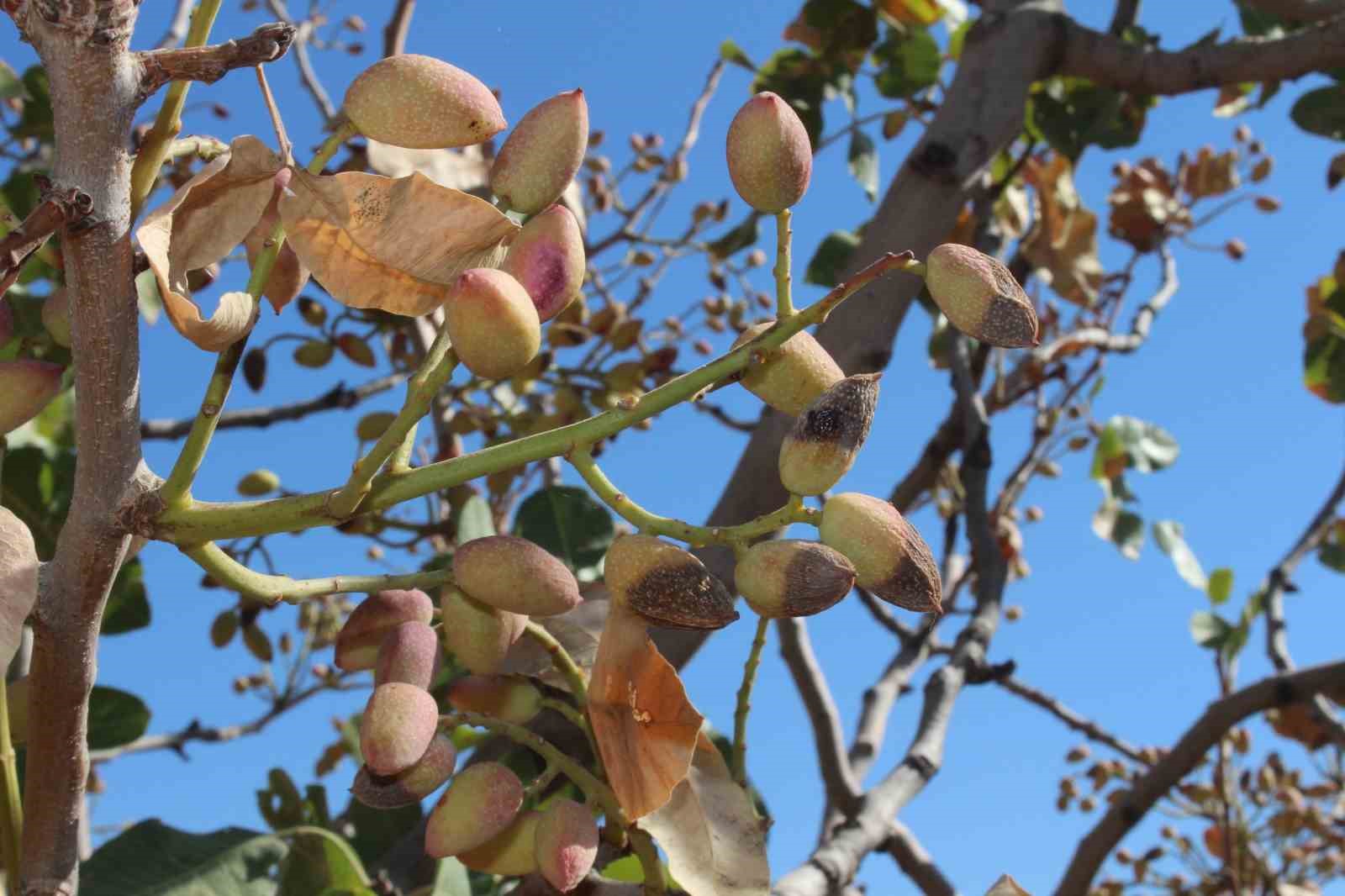 Siirt fıstığında rekolte yüzde 80 düştü