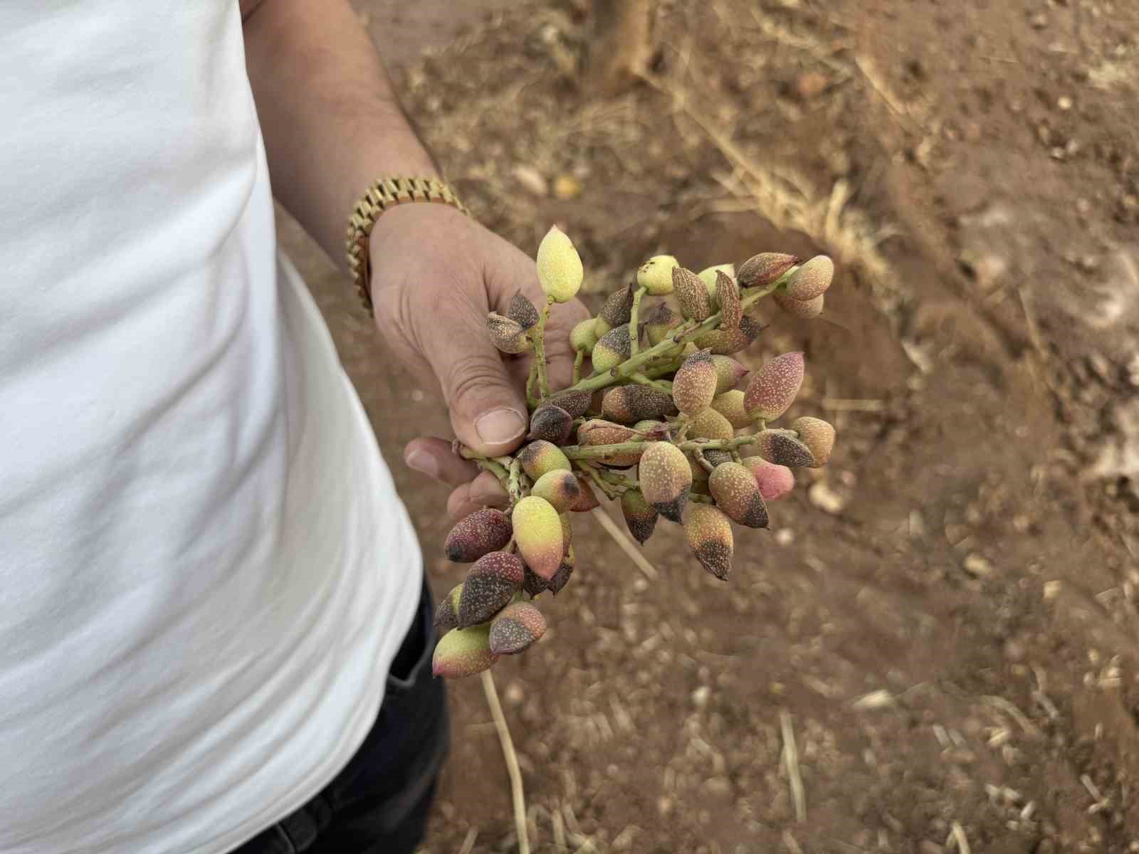 Siirt fıstığında rekolte y&uuml;zde 80 d&uuml;şt&uuml;
