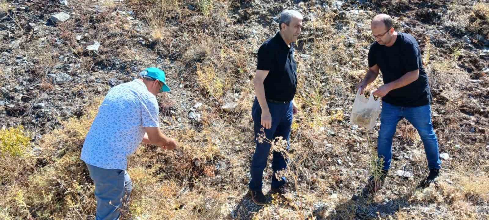 Elazığ’da maden çayı tohumu toplama çalışması
