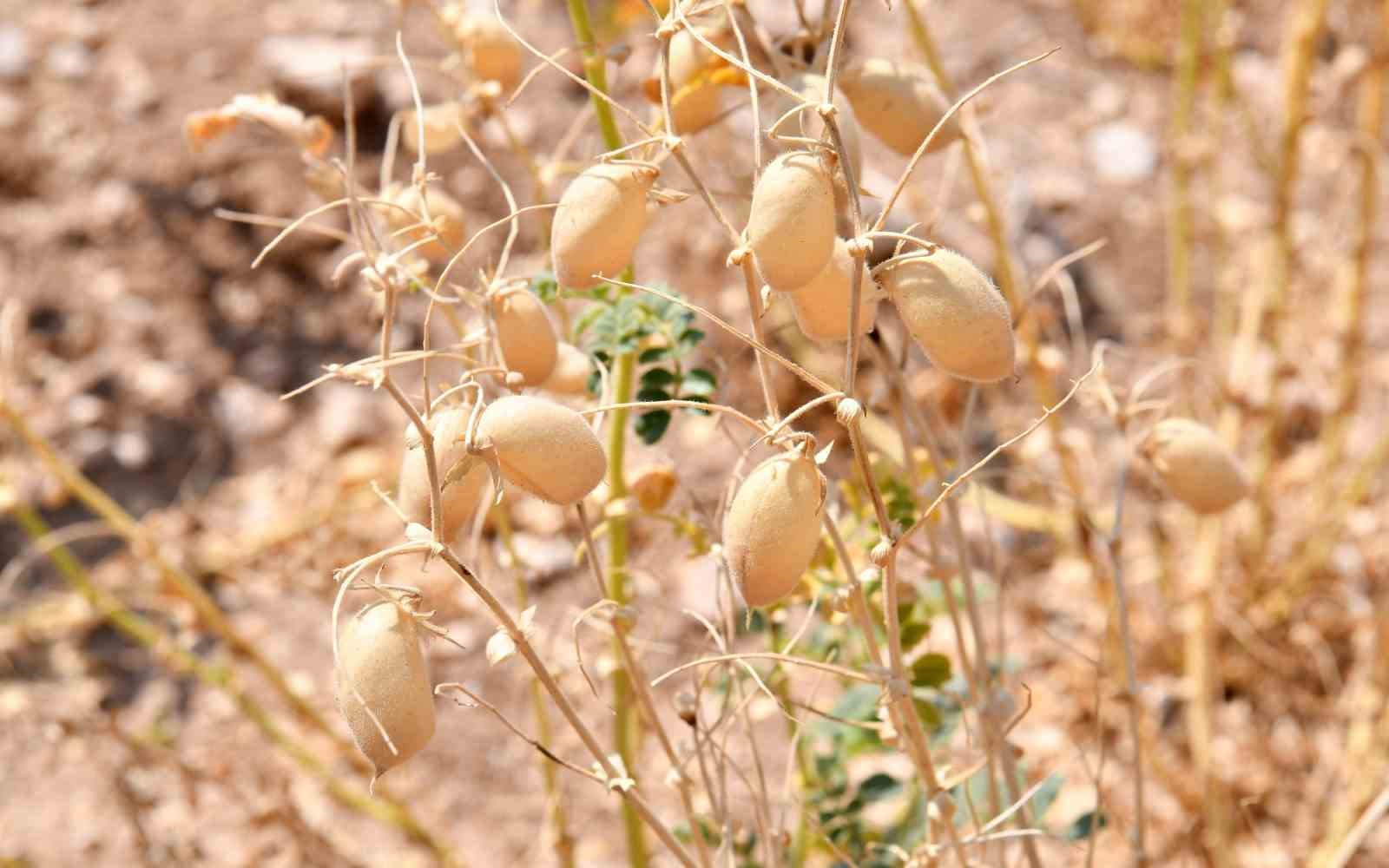 Kırşehir&rsquo;de hasat tamamladı, &ccedil;ift&ccedil;i istediği rekolteye ulaşamadı
