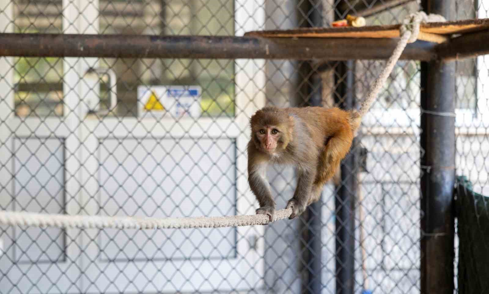 Şiddet mağduru maymun Mersin’de koruma altına alındı