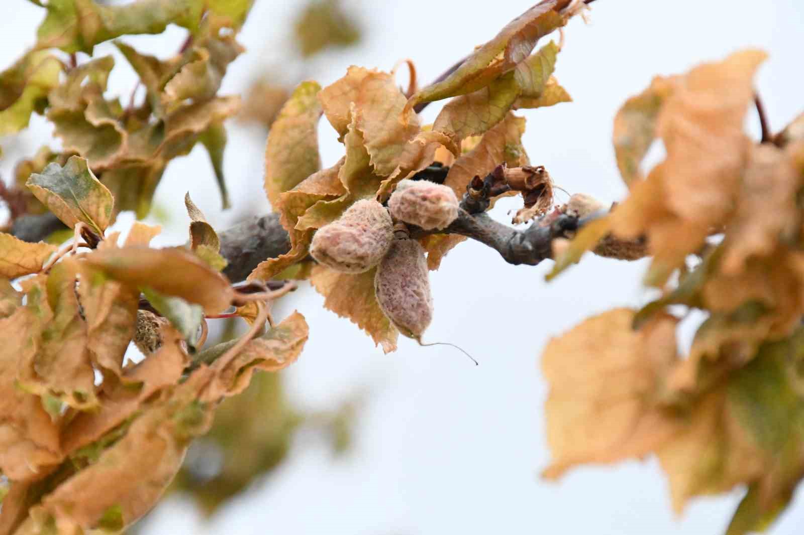 &Ouml;zcan, "Destek &ouml;demeleri Malatya ekonomisine can suyu olacak"

