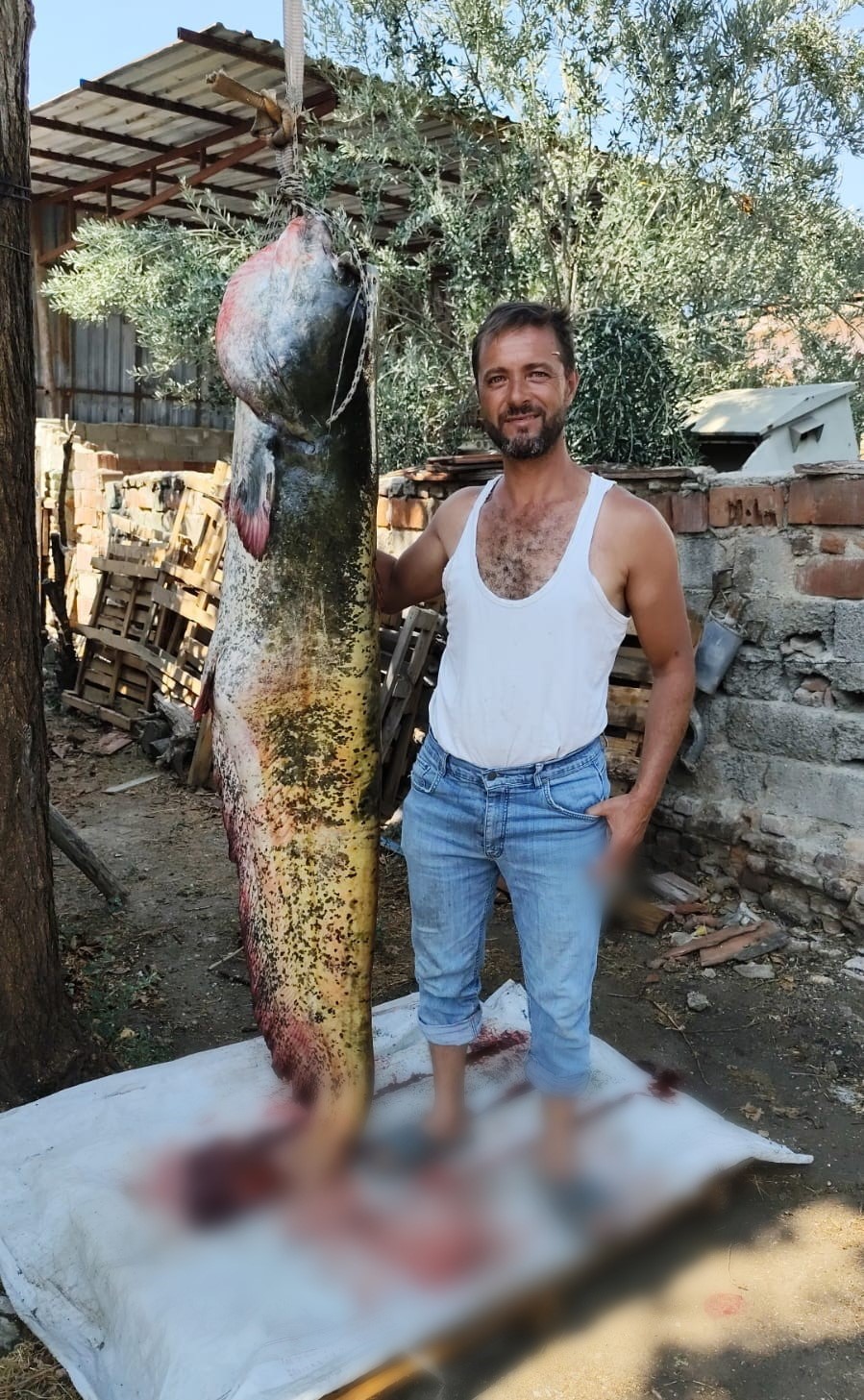 Manisa’da oltayla 2 metrelik yayın balığı yakaladı