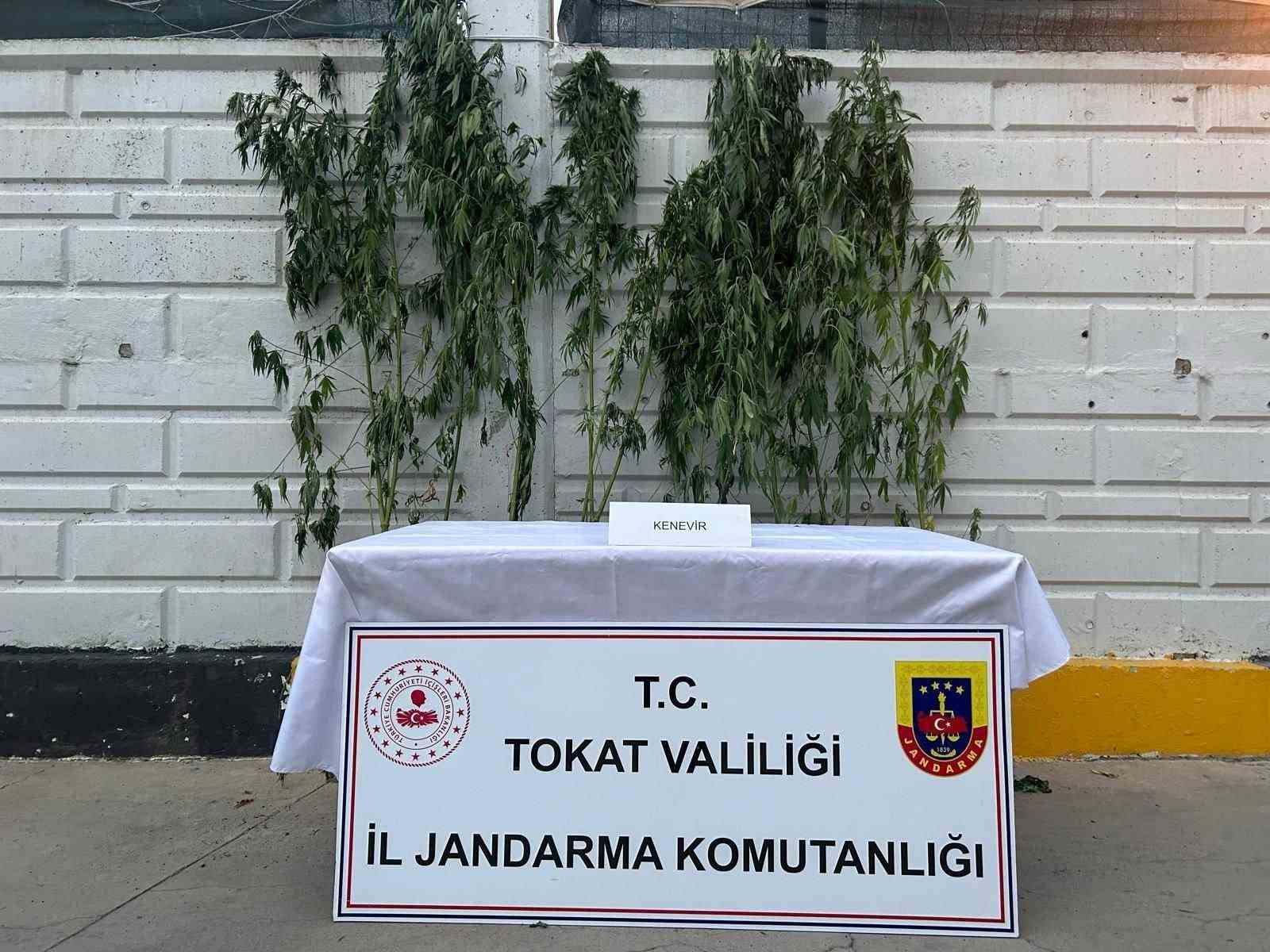 Tokat’ta kenevir operasyonunda 1 kişi yakalandı