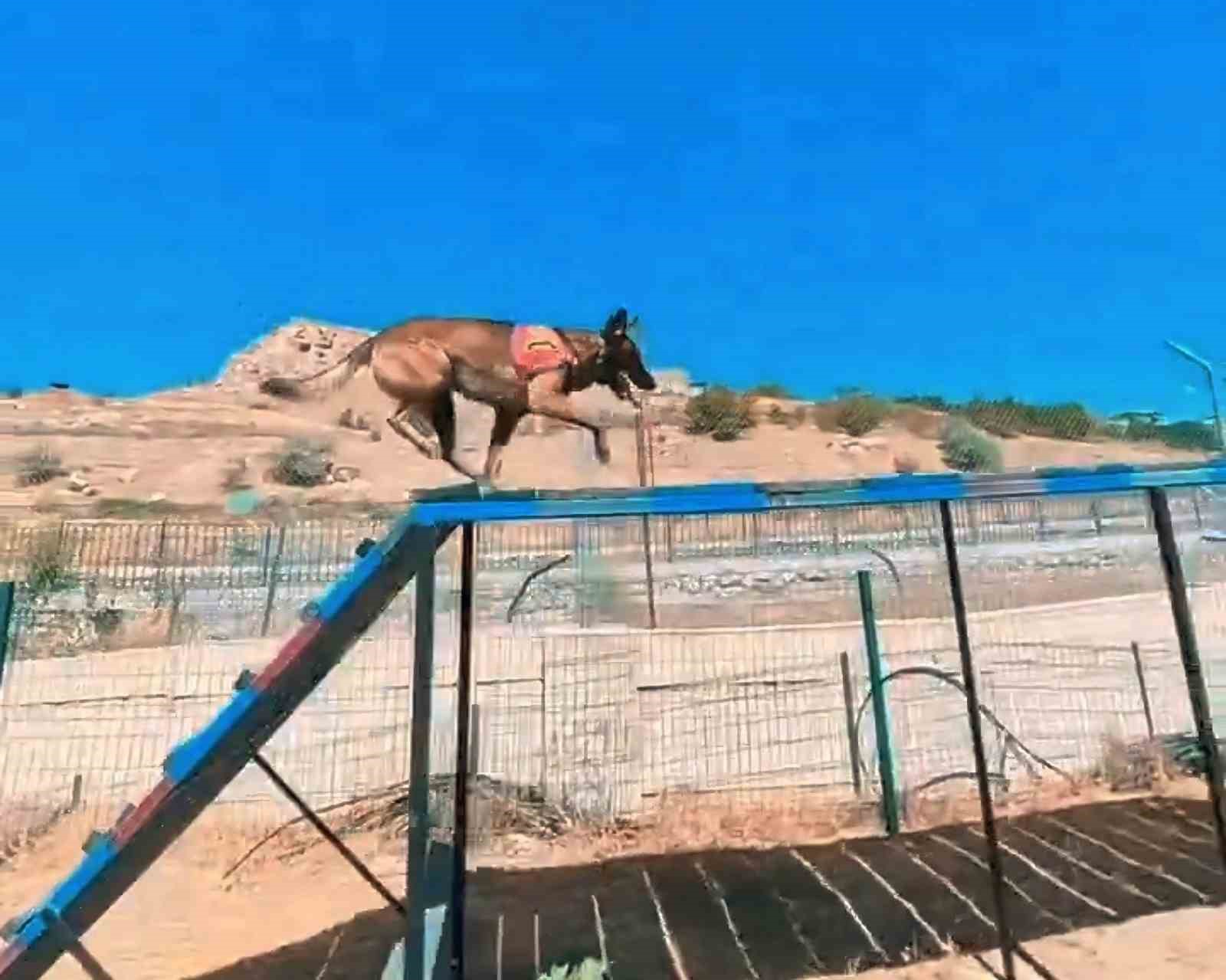 Van jandarmanın hassas burunlu can dostları parkurda ter d&ouml;k&uuml;yor
