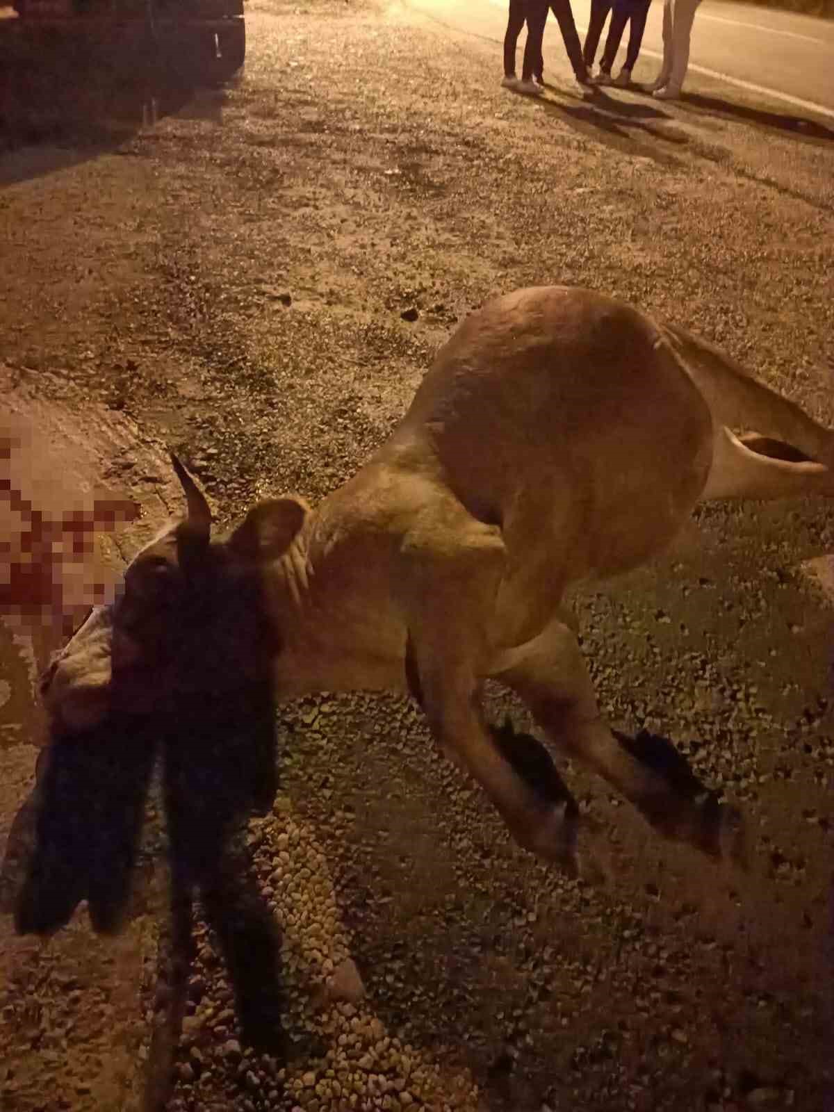 Otomobilin &ccedil;arptığı inek telef oldu
