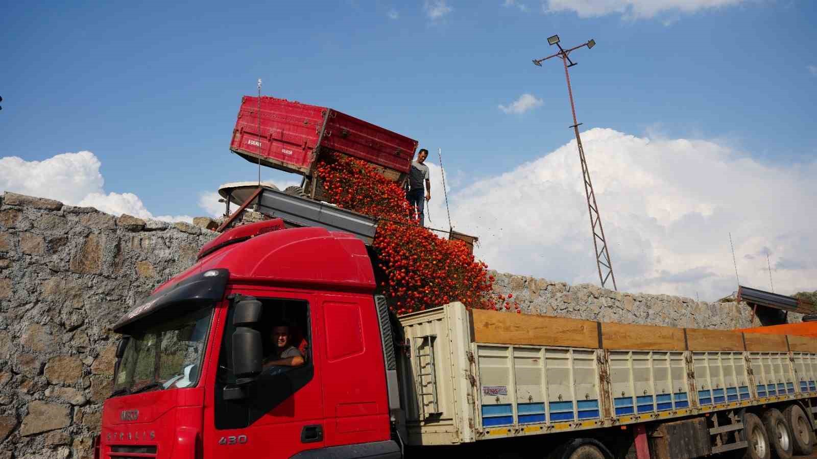 Sındırgı’da domates hasadı depreme rağmen devam ediyor
