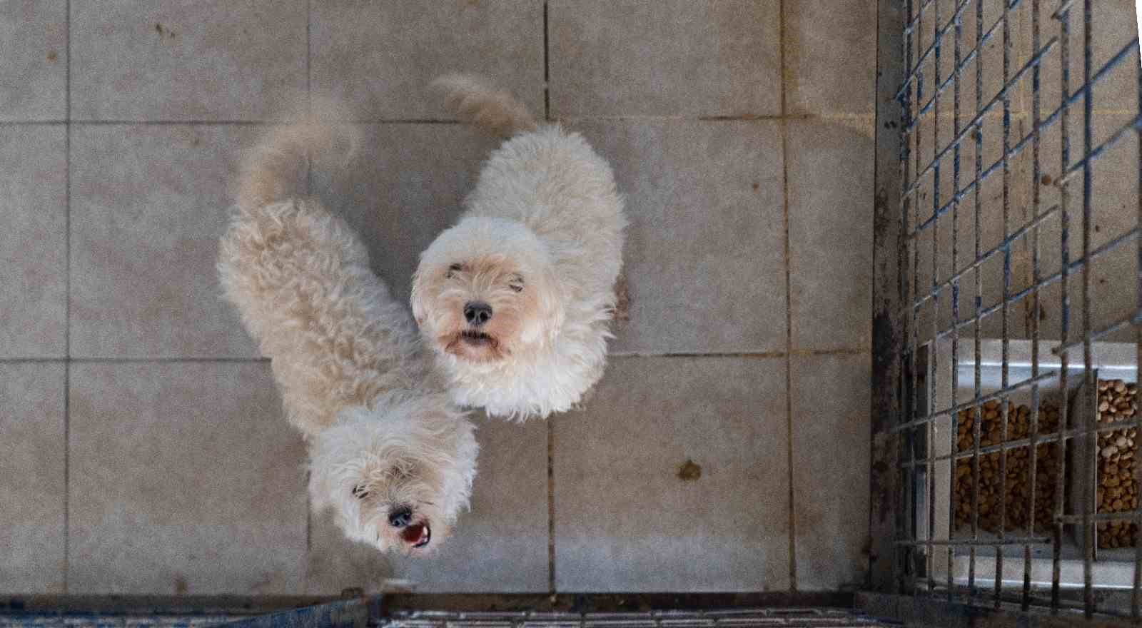 İzmir&rsquo;de el konulan 20 cins k&ouml;pek Işıkkent K&ouml;pek Bakımevi&rsquo;nde
