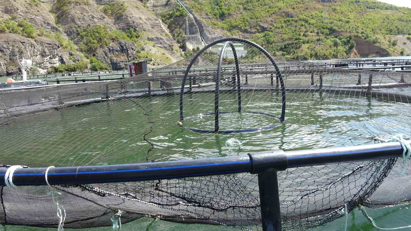 Borçka Barajı Türk Somonu üretiminde ihracat üssü oluyor