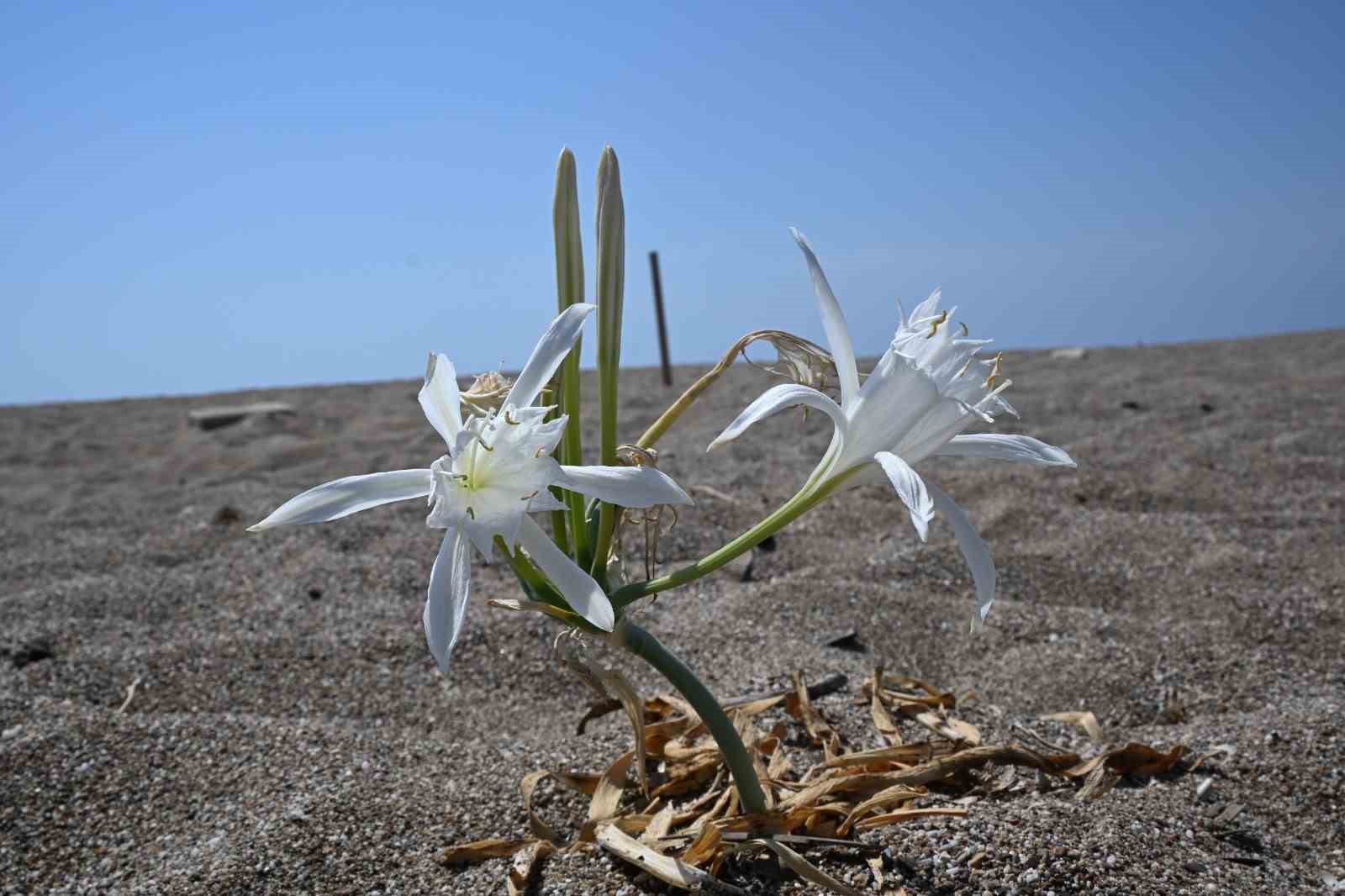 Nesli tükenmekte olan kum zambaklarını koparmanın cezası dudak uçuklatıyor