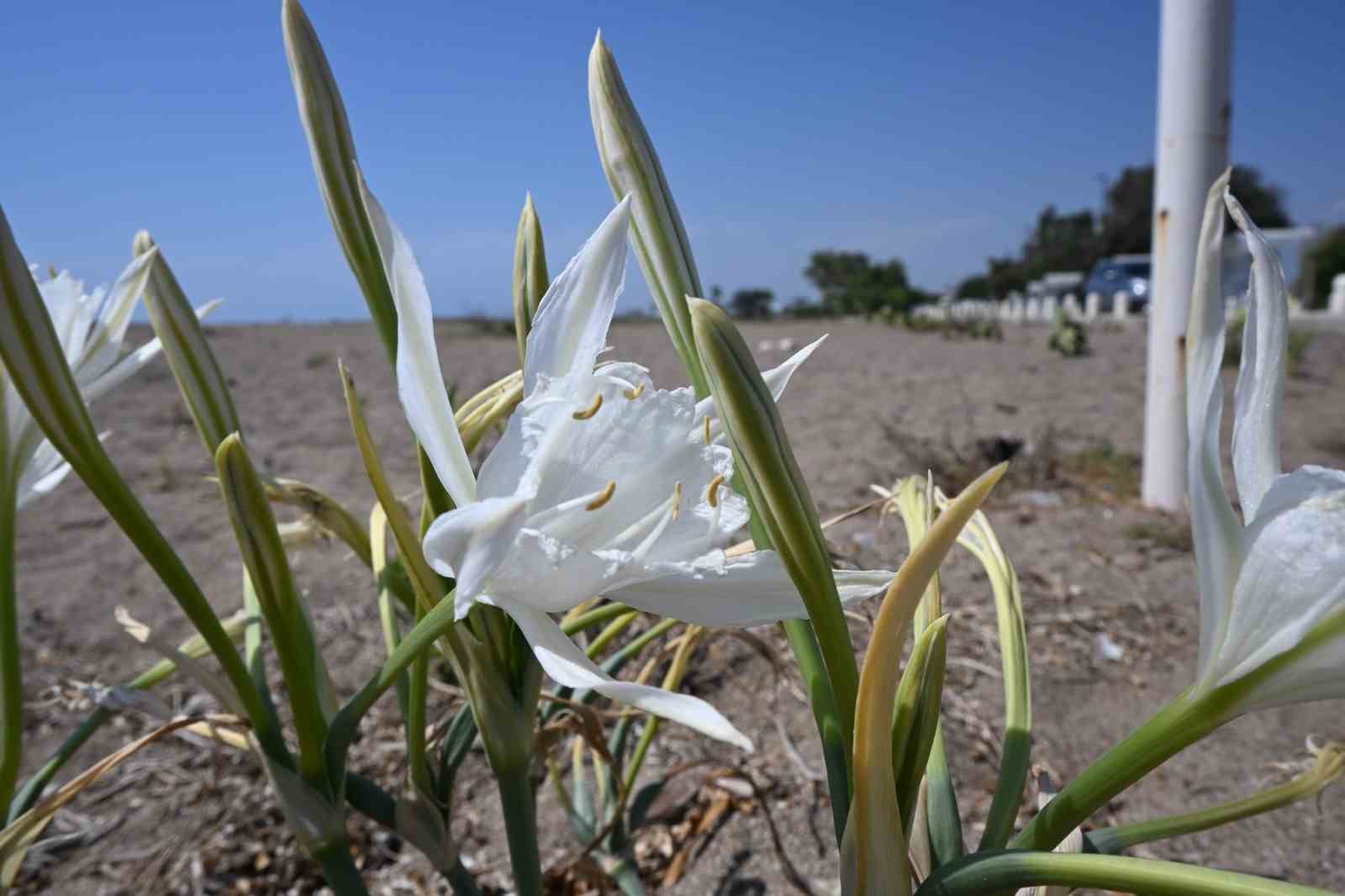 Nesli t&uuml;kenmekte olan kum zambaklarını koparmanın cezası dudak u&ccedil;uklatıyor
