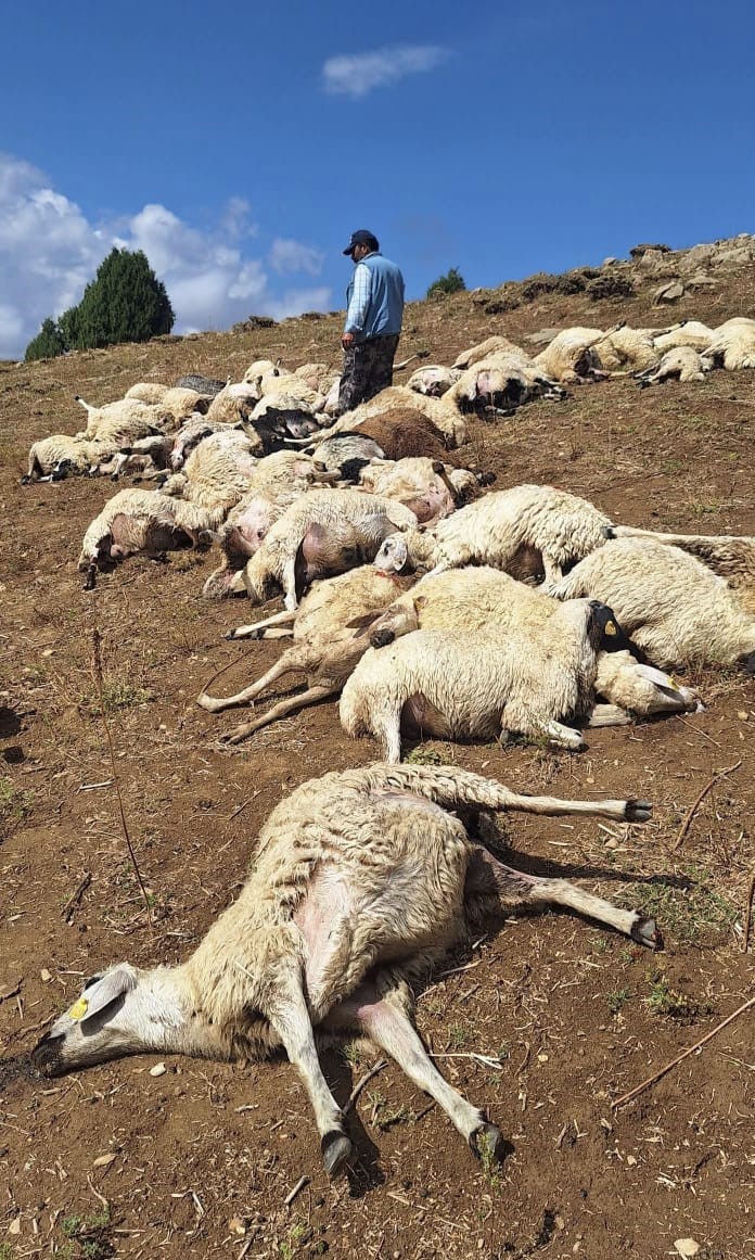 Tunceli&rsquo;de s&uuml;r&uuml;ye yıldırım d&uuml;şt&uuml;: 58 koyun telef oldu
