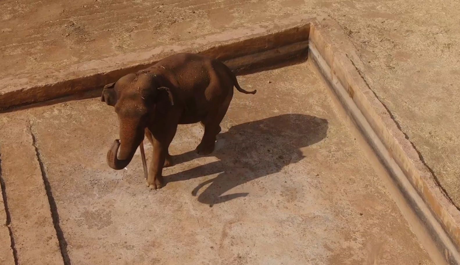 Gaziantep Doğal Yaşam Parkı’nın tüp bebek fili Gabi’ye Asyalı eş aranıyor