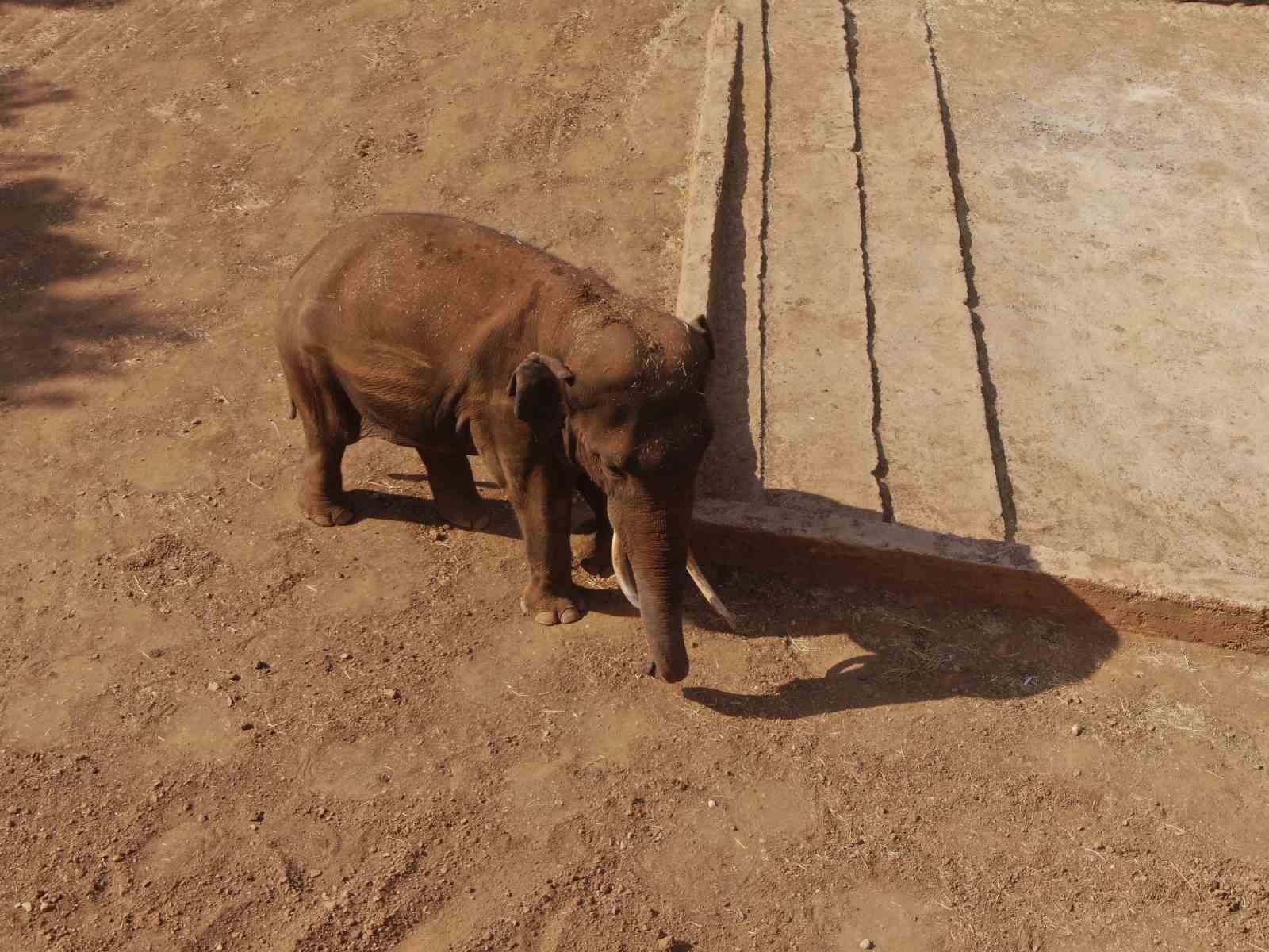 Gaziantep Doğal Yaşam Parkı&rsquo;nın t&uuml;p bebek fili Gabi&rsquo;ye Asyalı eş aranıyor
