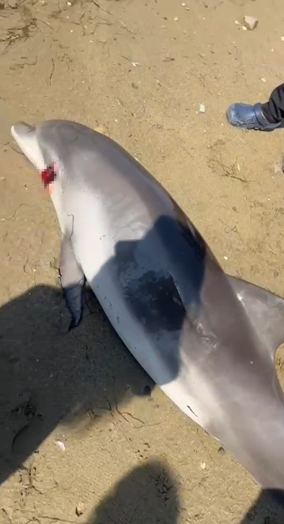 Yalova’da ölü yunus kıyıya vurdu