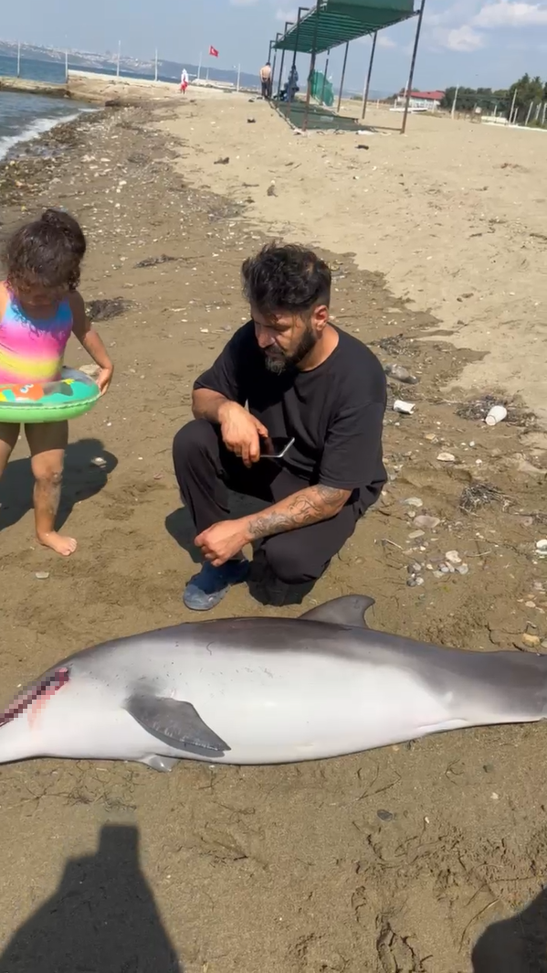 Yalova’da ölü yunus kıyıya vurdu