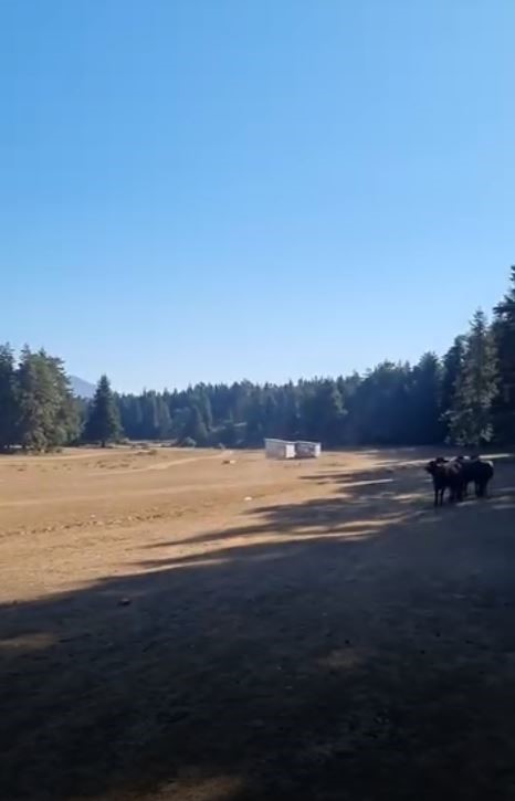 Bolu’da yılkı atlarına kurt saldırdı
