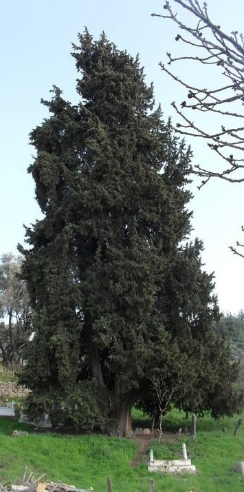 Göktepeliler, asırlık ağaca sahip çıkıyor