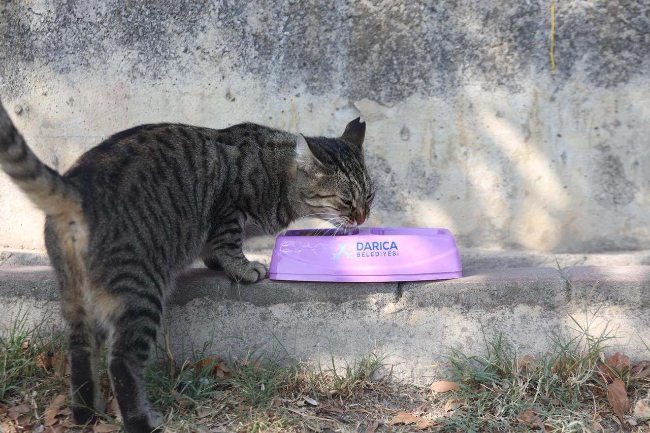 Darıca&rsquo;da sokak hayvanları i&ccedil;in mama ve su kapları yerleştirildi
