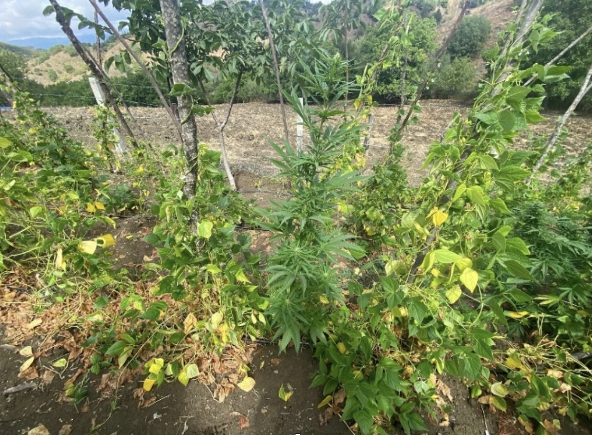 &Ccedil;orum&rsquo;da jandarmadan uyuşturucu tacirlerine operasyon: 2 tutuklama
