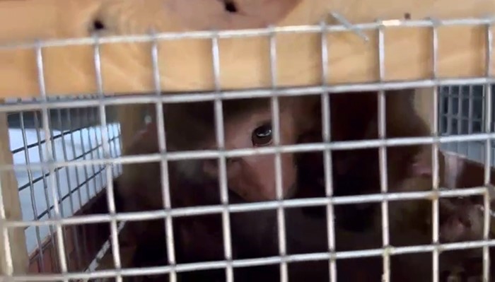 Makak maymunu ve şahinler kaçakçıların pençesinden kurtarıldı